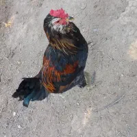 خروس گلین