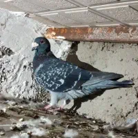 پرنده