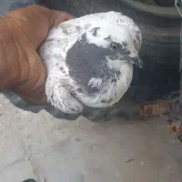 کبوتر تهرانی و کرمانی|پرنده|خاش, |دیوار