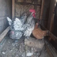 مرغ وخروس