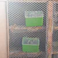 جفتگاه ۱۲تایی فلزی|لوازم جانبی حیوانات|رفسنجان, |دیوار