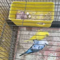 مرغ عشق پروانه ای مولد با۴جوجه|پرنده|اندیمشک, |دیوار