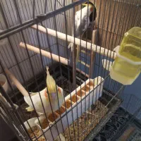 عروس هلندی جفت|پرنده|ساوه, |دیوار