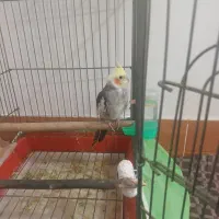 پرنده|پرنده|لاران, |دیوار