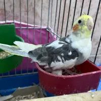 عروس هلندی