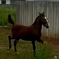 کره نریان اصیل کرد باشگاه طلایی ومدارک دار