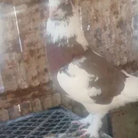 کبوتر هما