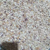 لوبیا چیتی|خوردنی و آشامیدنی|فولادشهر, B7|دیوار