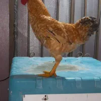 فروش دوتا مرغ محلی