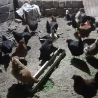 مرغ تخم گذار