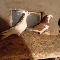 فروشی|پرنده|میاندوآب, |دیوار