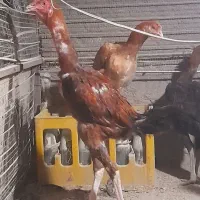 تخم مرغ نطفه دار|حیوانات مزرعه|رفسنجان, |دیوار