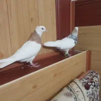 طوقی الماسی|پرنده|گلمکان, |دیوار