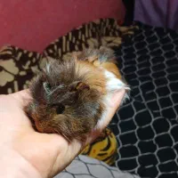 خوکچه هندی و همستر