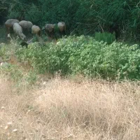 بز و میش43