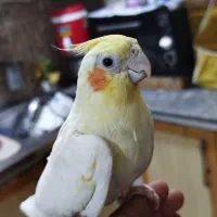 عروس هلندی ماده