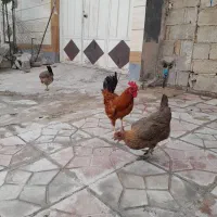 خروس جوان