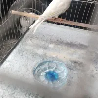 قناری نر مست مست|پرنده|فردوسیه, |دیوار