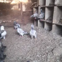 کبوتر پاکستانی|پرنده|میناب, |دیوار