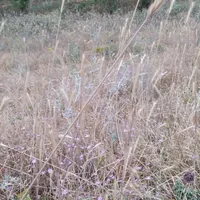 علف فروشی مشگین شهر روستای کاظم آباد|حیوانات مزرعه|مشگین شهر, |دیوار