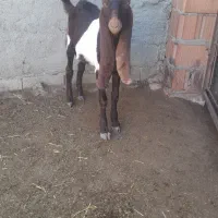 بزغاله پاکستانی