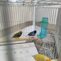 فنچ گلدین یکجایی