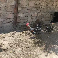 خروس گلین