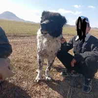 سگ قهدریجان روزگاری