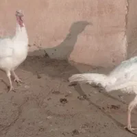 بوقلمون سفید