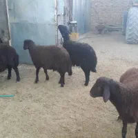 بره نر بره قوچی قزل افشار|حیوانات مزرعه|سیدان, |دیوار