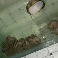 حلزون کلمبیایی