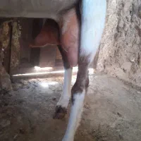 یک بز چاق شیرا فقط سیزده تومان یک پاکستانی میش