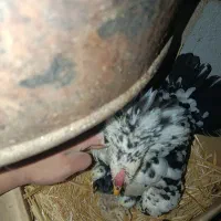 یک روزه گلین|حیوانات مزرعه|زرقان, |دیوار