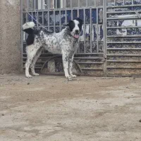 سگ گله|سگ|معصومیه, |دیوار