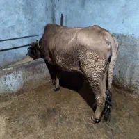 فروش کاو گوساله ومیش ابستن|حیوانات مزرعه|حویق, |دیوار