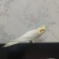 عروس هلندی گمشده