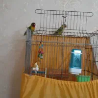 دوعدد طوطی برزیلی