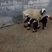 میش هیکلی جوان با دوتا بره نر