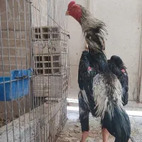 جوجه اوشامو