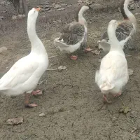 قوغاز لیندا و آفریقایی و اردک پکنی