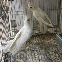 عروس هلندی آلبینو کرم فیس