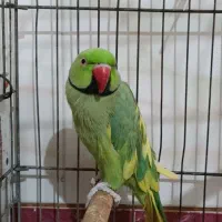 طوطی ملنگو|پرنده|بهبهان, |دیوار