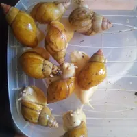 60 عدد حلزون بالغ