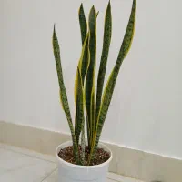 گل سانسوریا شمشیری بغل طلایی کمیاب