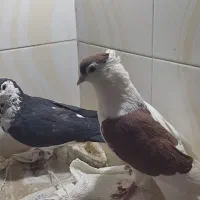 عروس آرام|پرنده|زابل, |دیوار