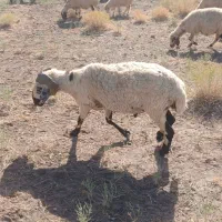 قوچ بذری شاخدار