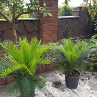 گلهای بیرونی