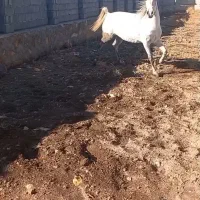 اسب کرد شجره دار|اسب و تجهیزات اسب‌سواری|گوگان, |دیوار