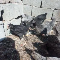 مرغ خروس جوجه گلین فول کیفیت|حیوانات مزرعه|اصفهان, بهارستان|دیوار