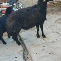 قوچ هترو قره قزل 3ساله